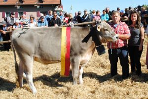 Miss Rind_Balboa Kristal_Fam Hcki Pfffikon